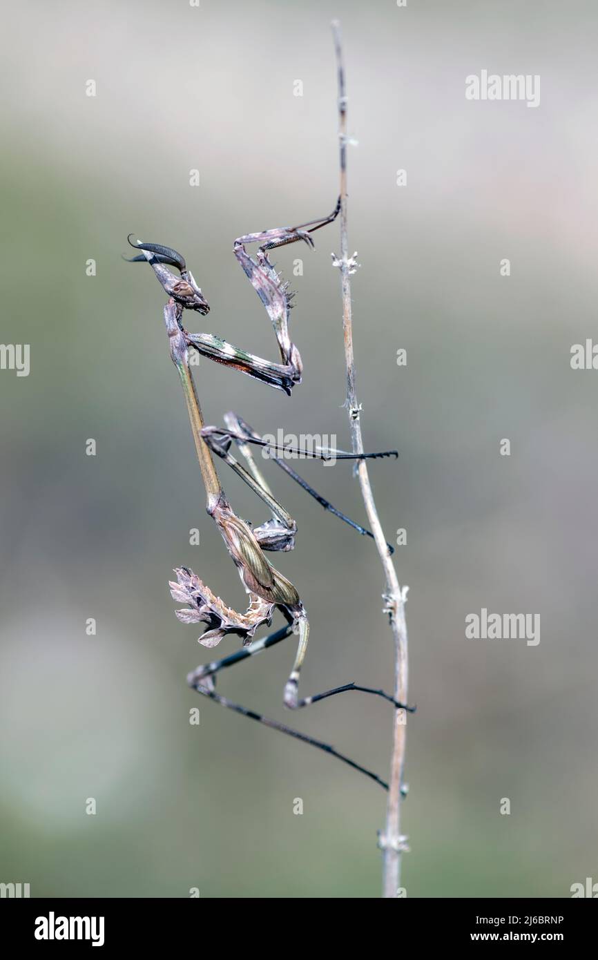 Empusa fasciata, Conehead East Mantis. Levsos Stock Photo