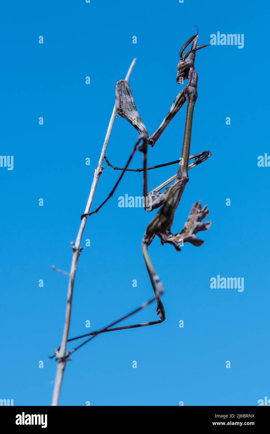 Empusa fasciata, Conehead East Mantis. Levsos Stock Photo