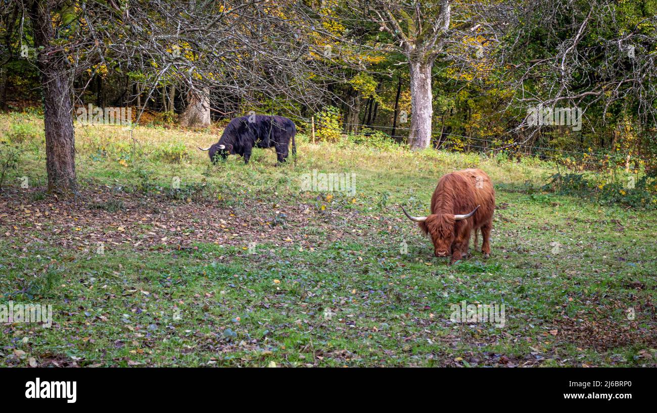 scottish highland cattles with brown and dark fur cares for vegetation on a meadow in a nature reserve in southern germany Stock Photo