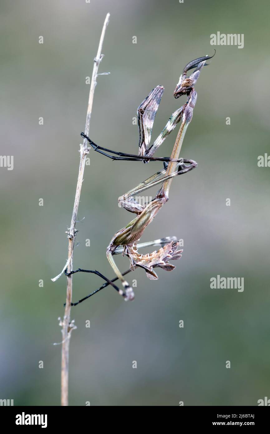 Empusa fasciata, Conehead East Mantis. Levsos Stock Photo