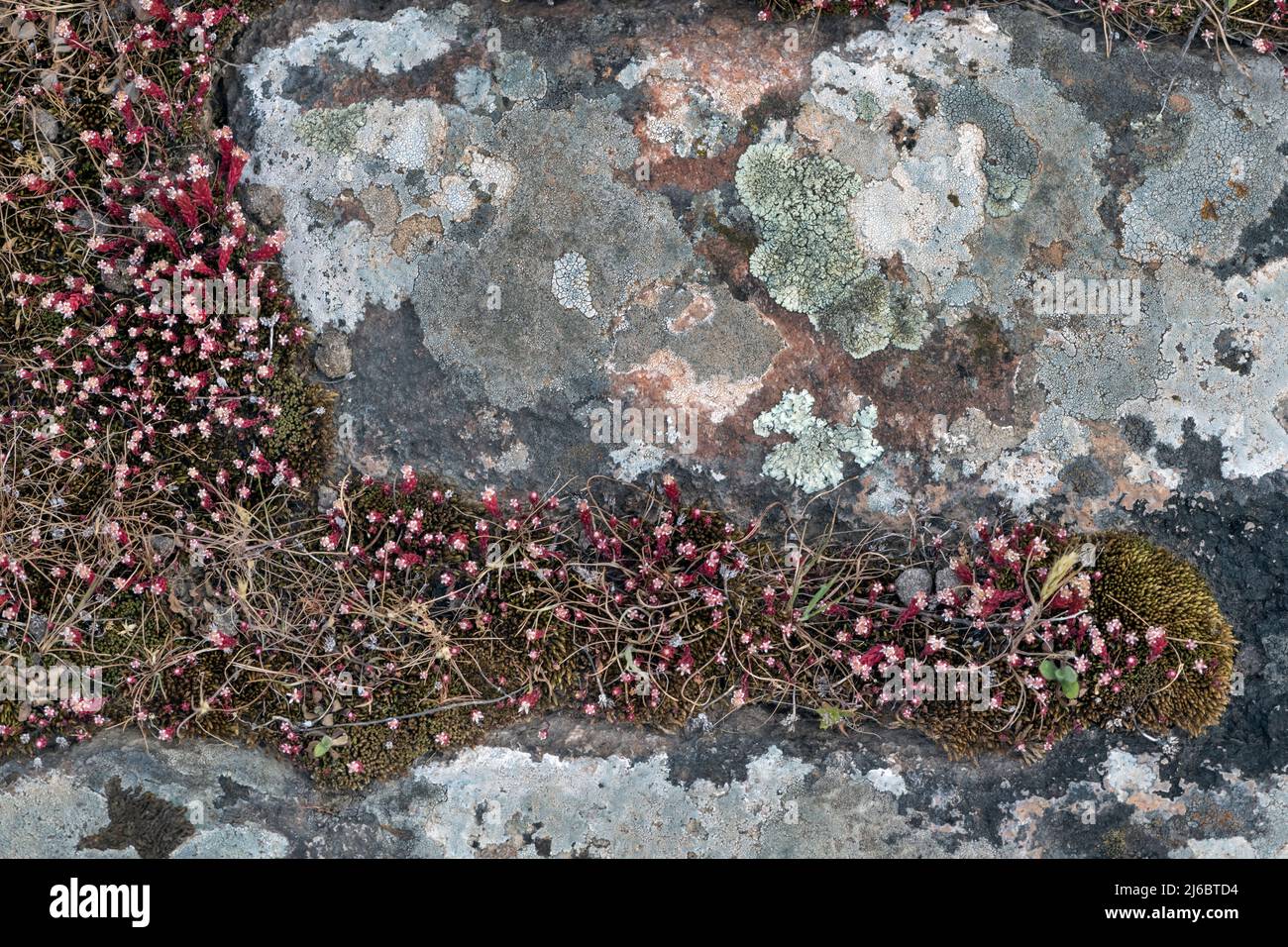 Sedum rubens, Red stonecrop. Levsos Stock Photo