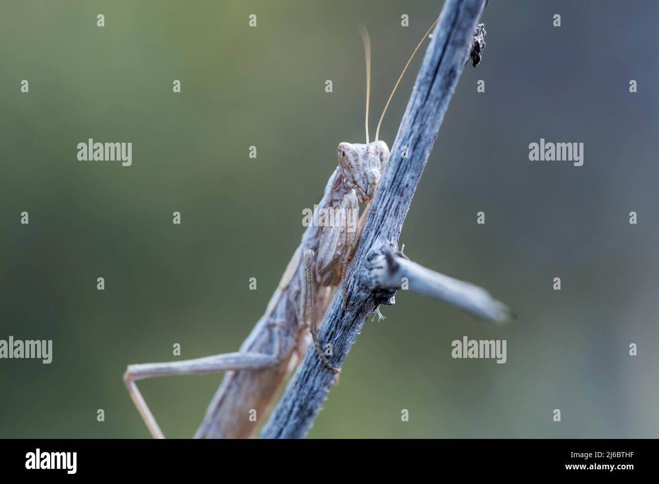 Ameles heldreichi, Praying Mantis. Levsos Stock Photo