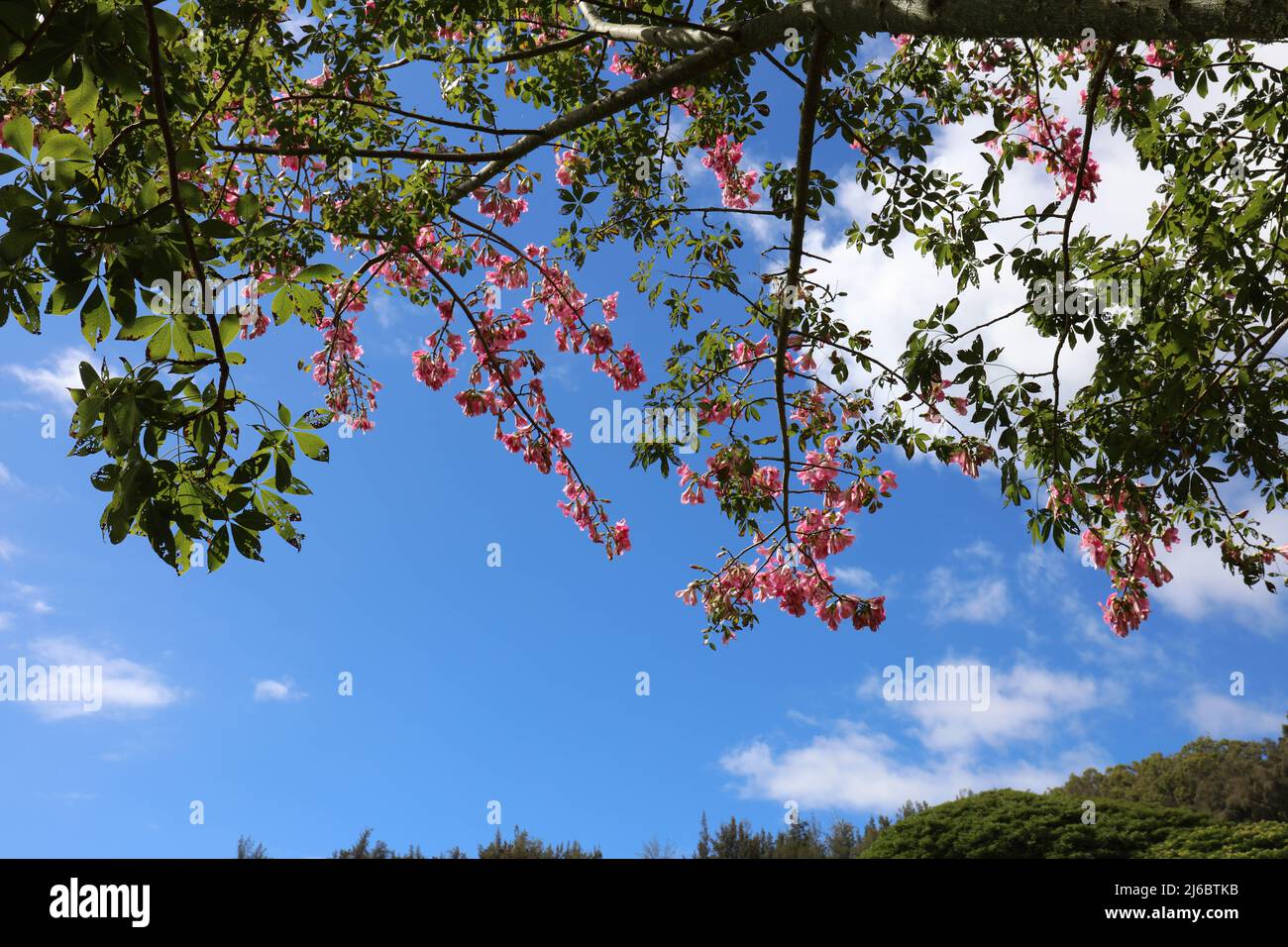 Looking up through the flowering branches of a Long John Tree, Triplaris weigeltiana, to a beautiful blue sky with fluffy white clouds in Kauai, Hawai Stock Photo