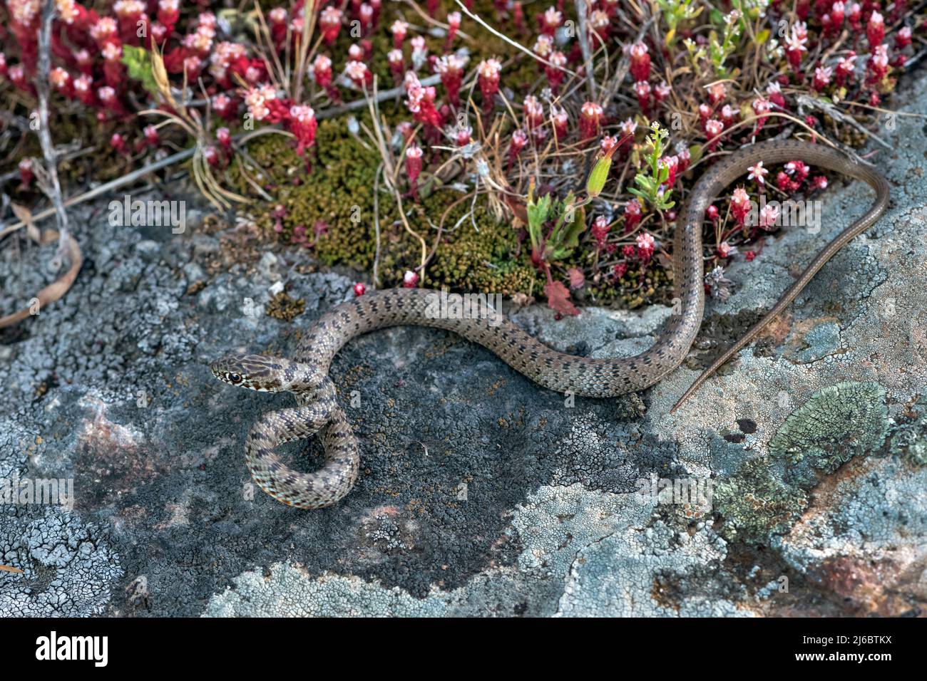 Eirenis modestus, Dwarf Snake. Levsos Stock Photo