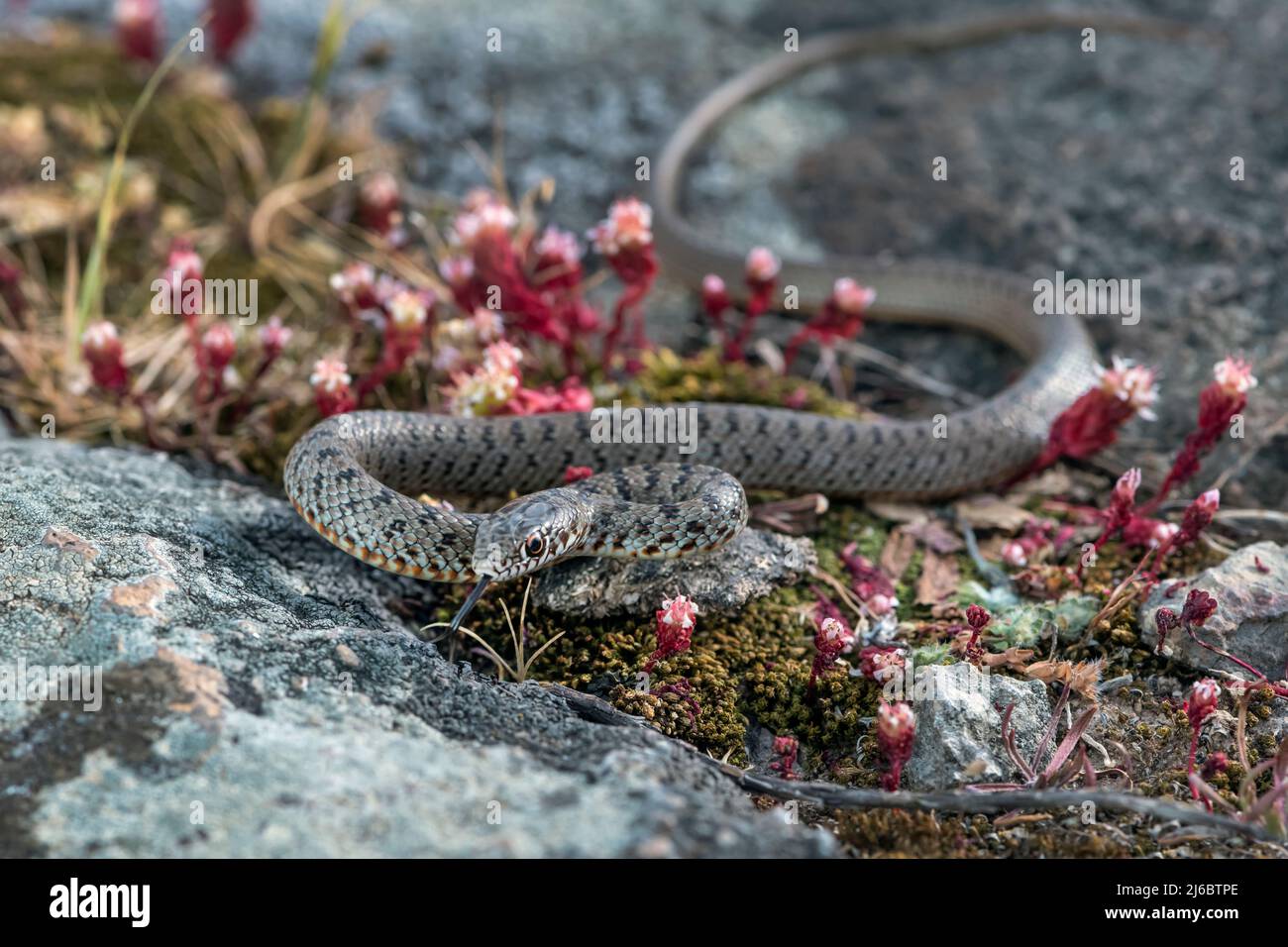 Eirenis modestus, Dwarf Snake. Levsos Stock Photo