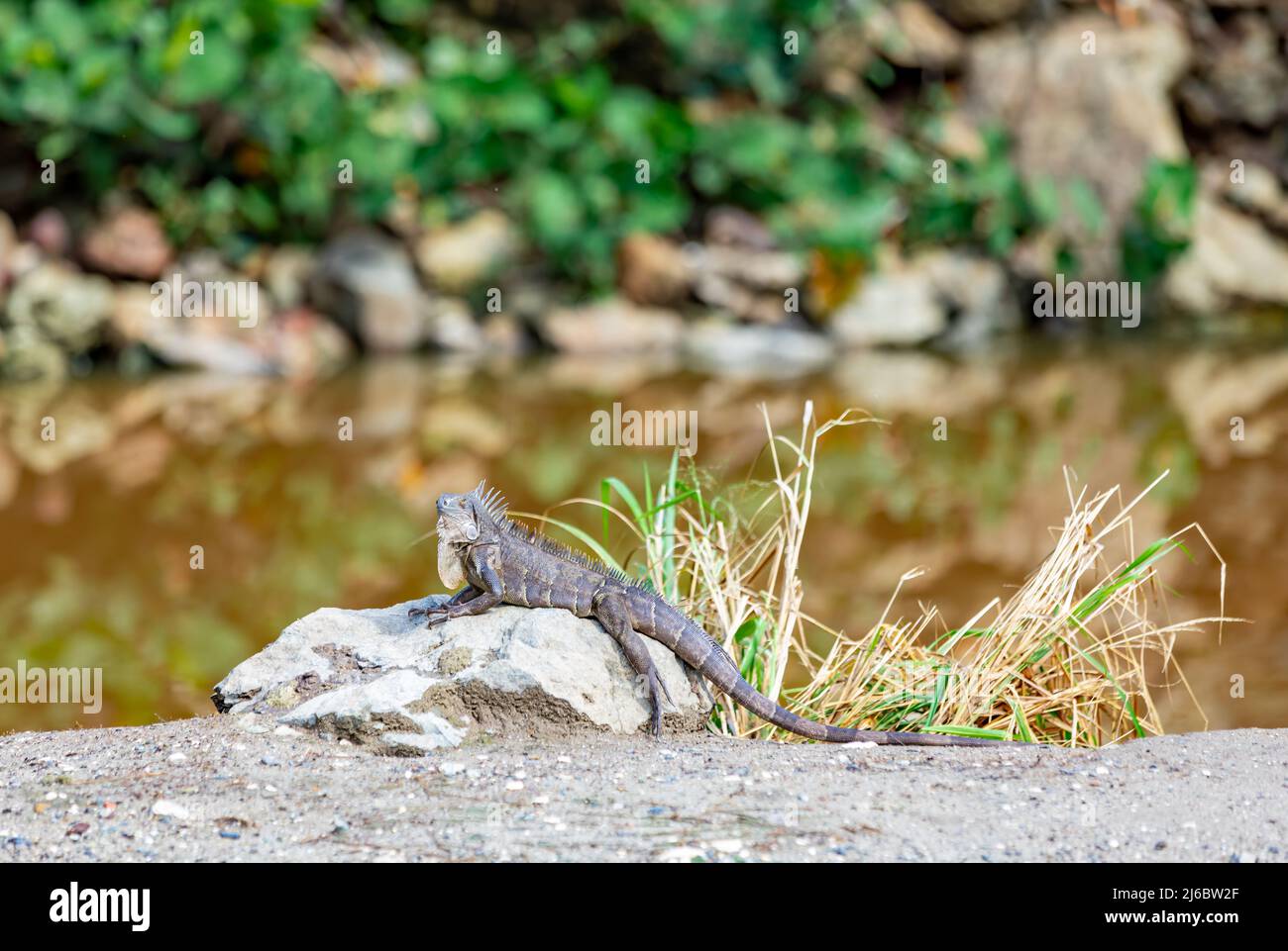 Sunbathing iguana in St Martin Stock Photo