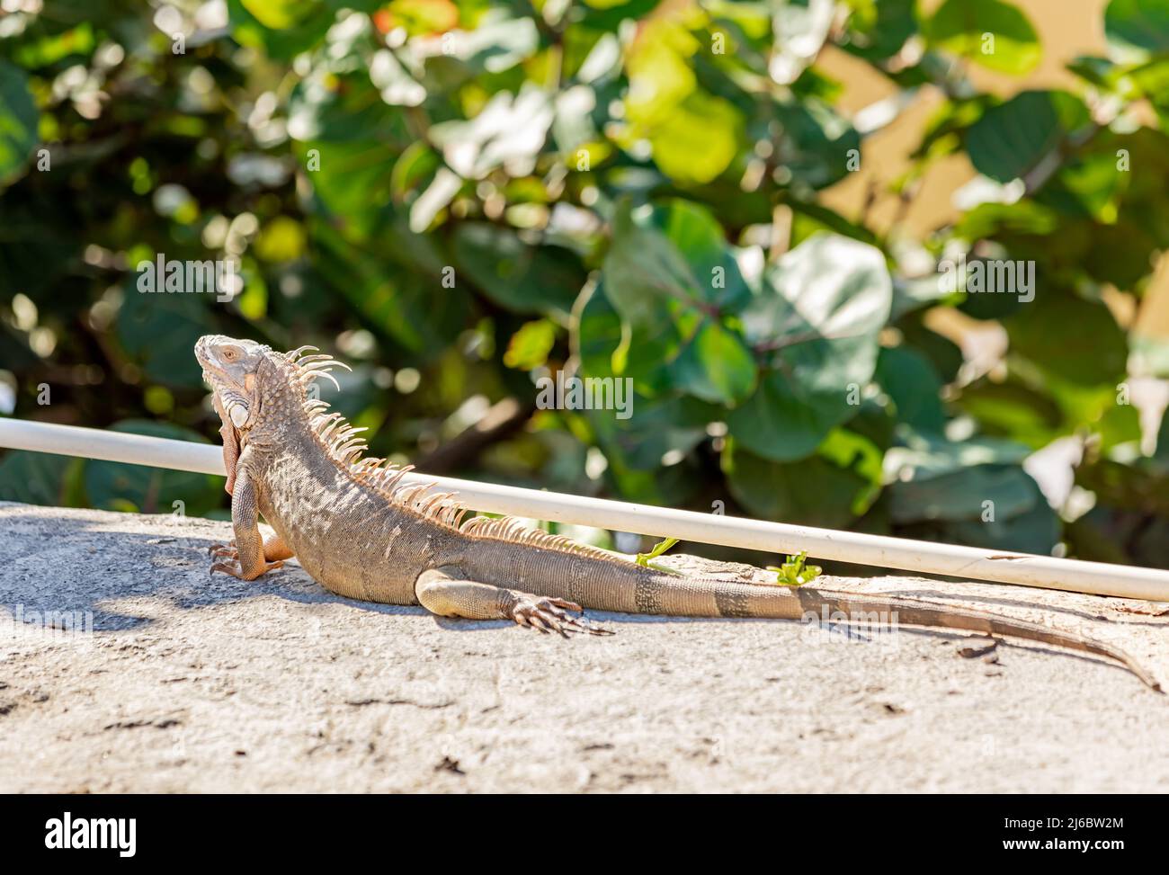 Sunbathing iguana in St Martin Stock Photo