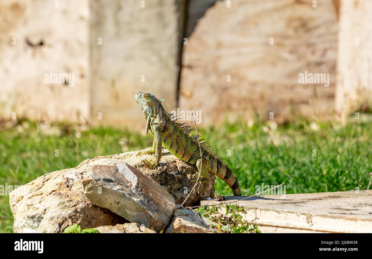 Sunbathing iguana in St Martin Stock Photo