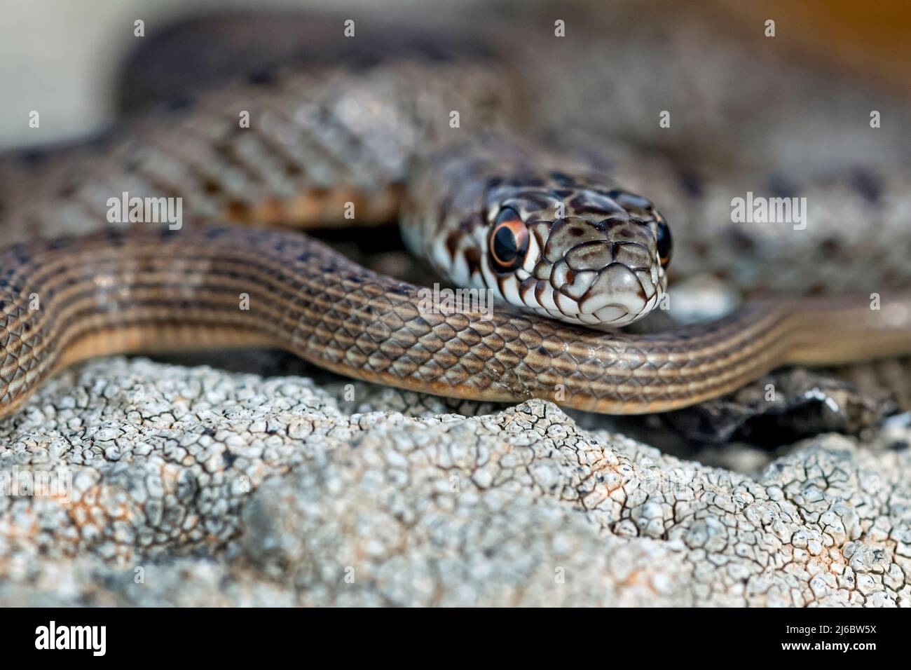 Eirenis modestus, Dwarf Snake. Levsos Stock Photo - Alamy