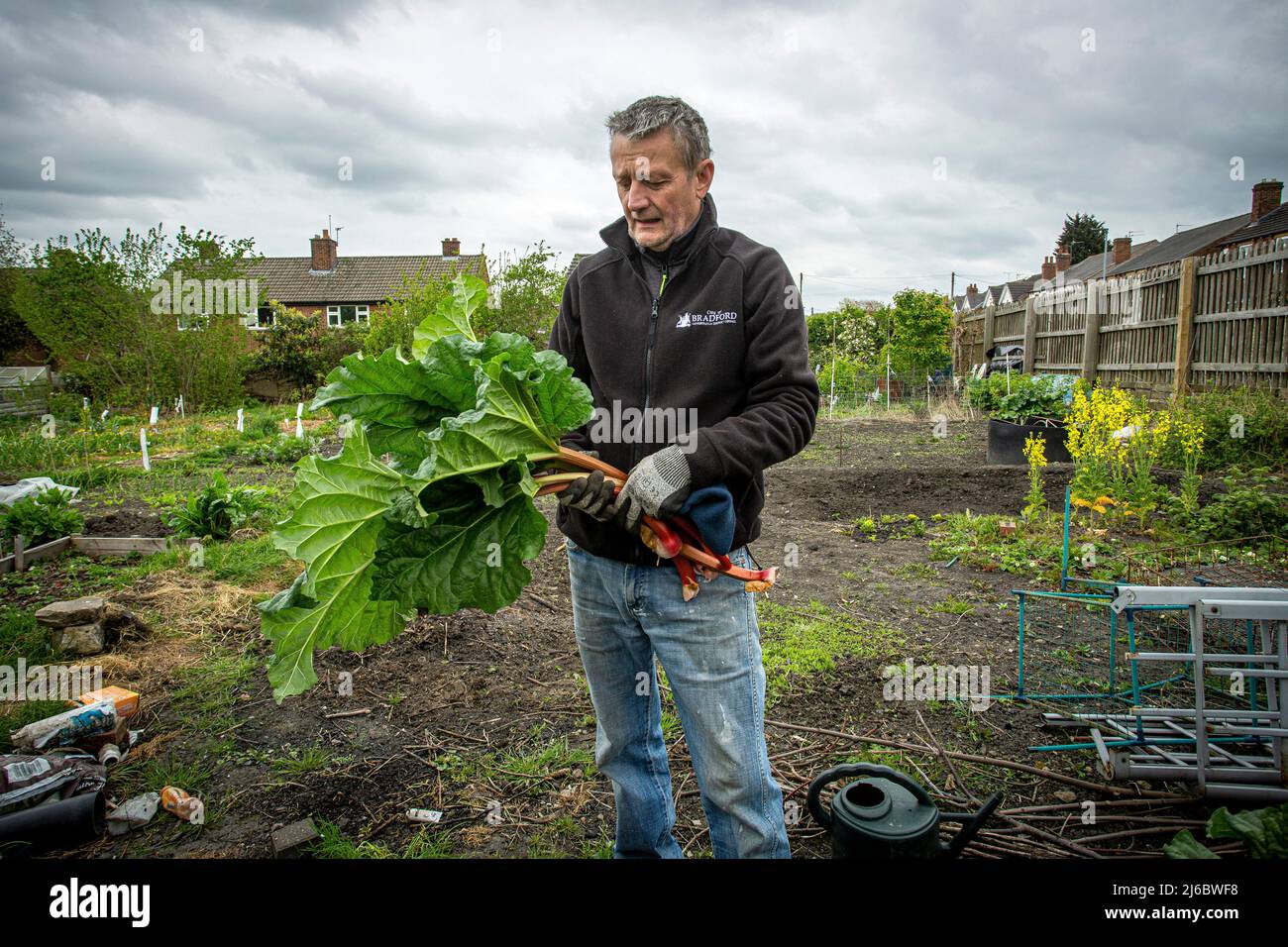 Man with rhubarb at his allotment in Wakefield, England. Stock Photo