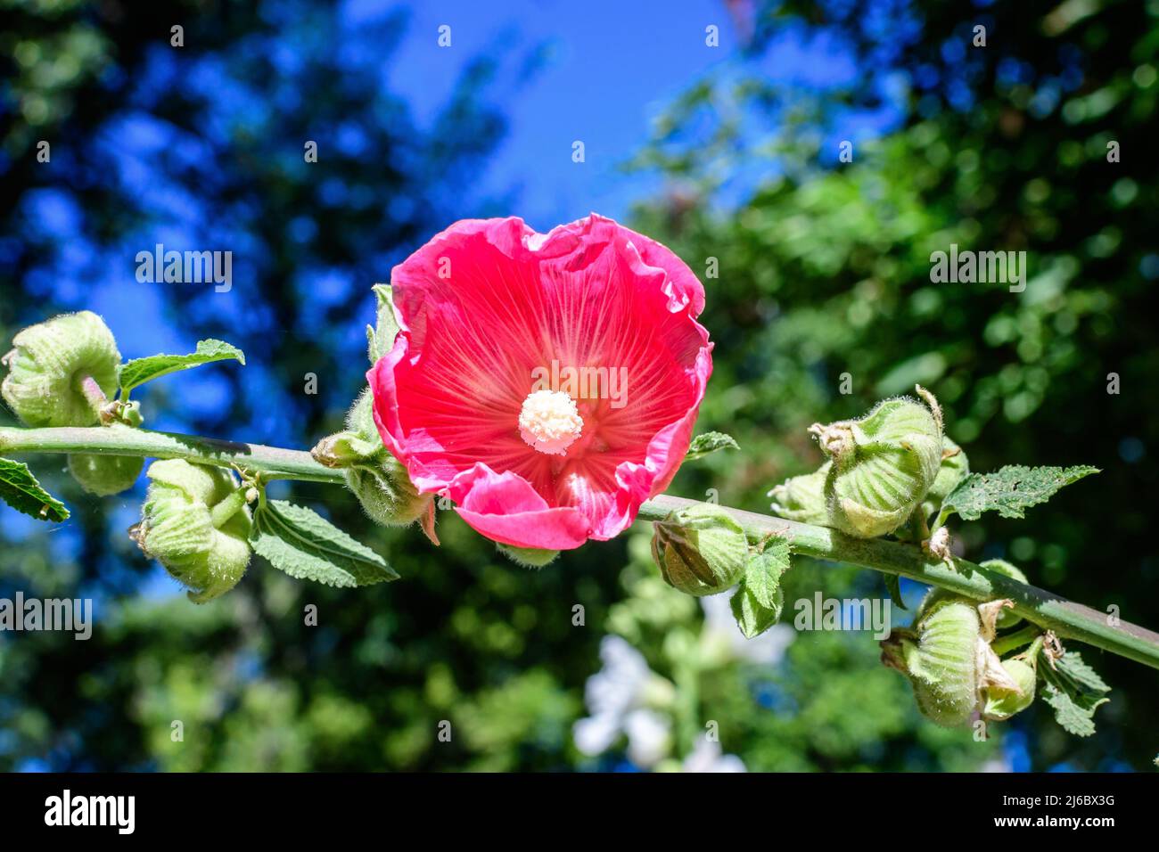One delicate vivid pink magenta flower of Althaea officinalis plant, commonly known as marsh-mallow in a British cottage style garden in a sunny summe Stock Photo