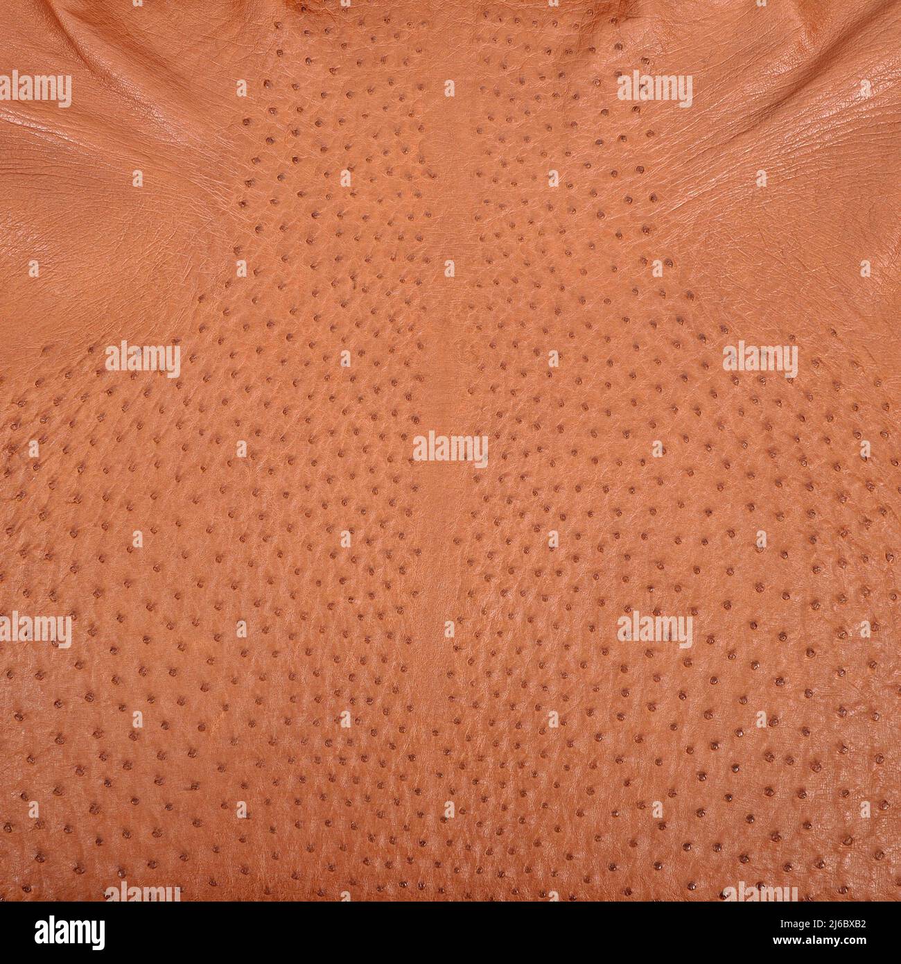 Background from a ostrich genuine leather brown, original ostrich skin
