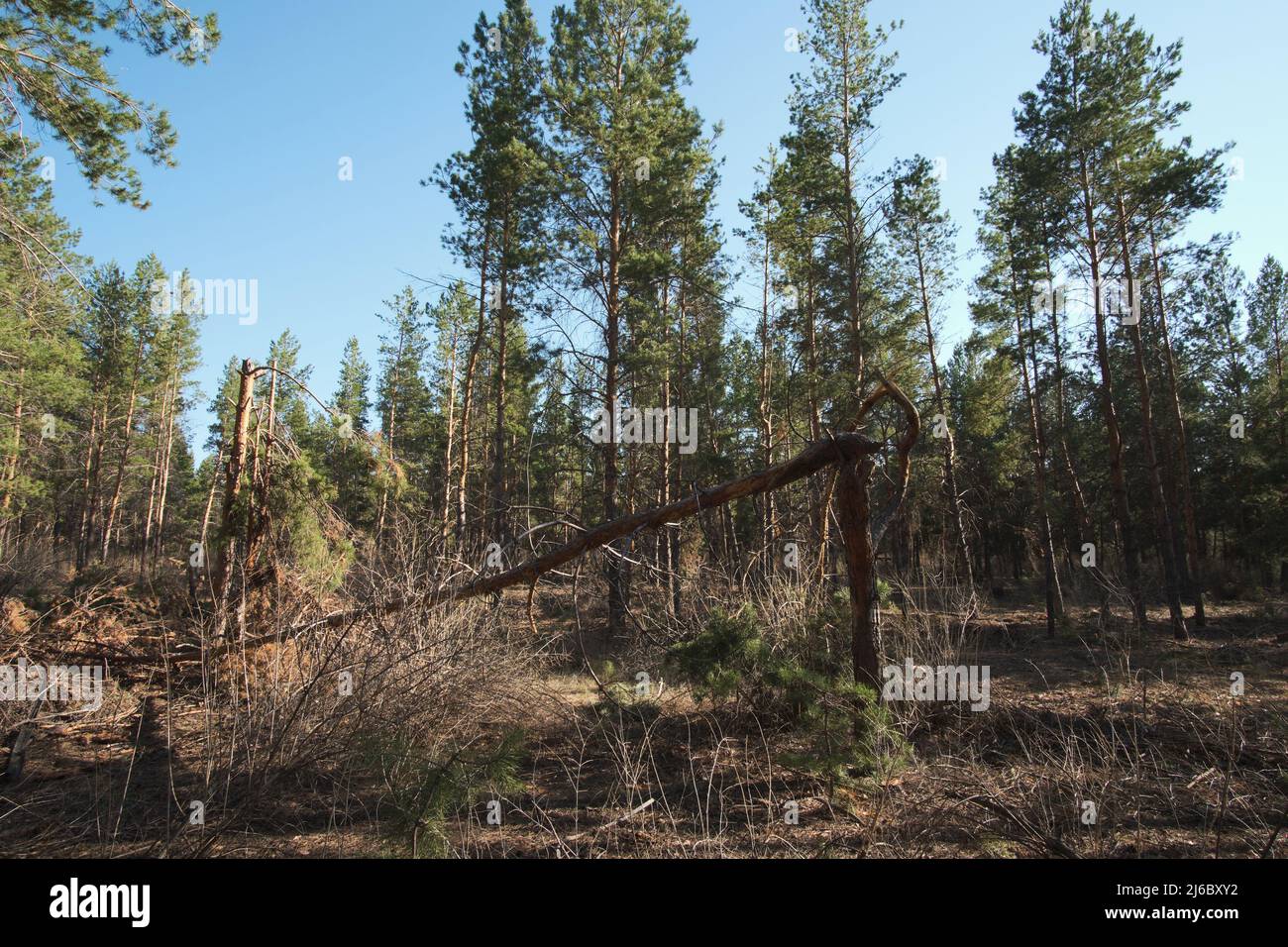 Broken old pine tree in a pine forest Stock Photo