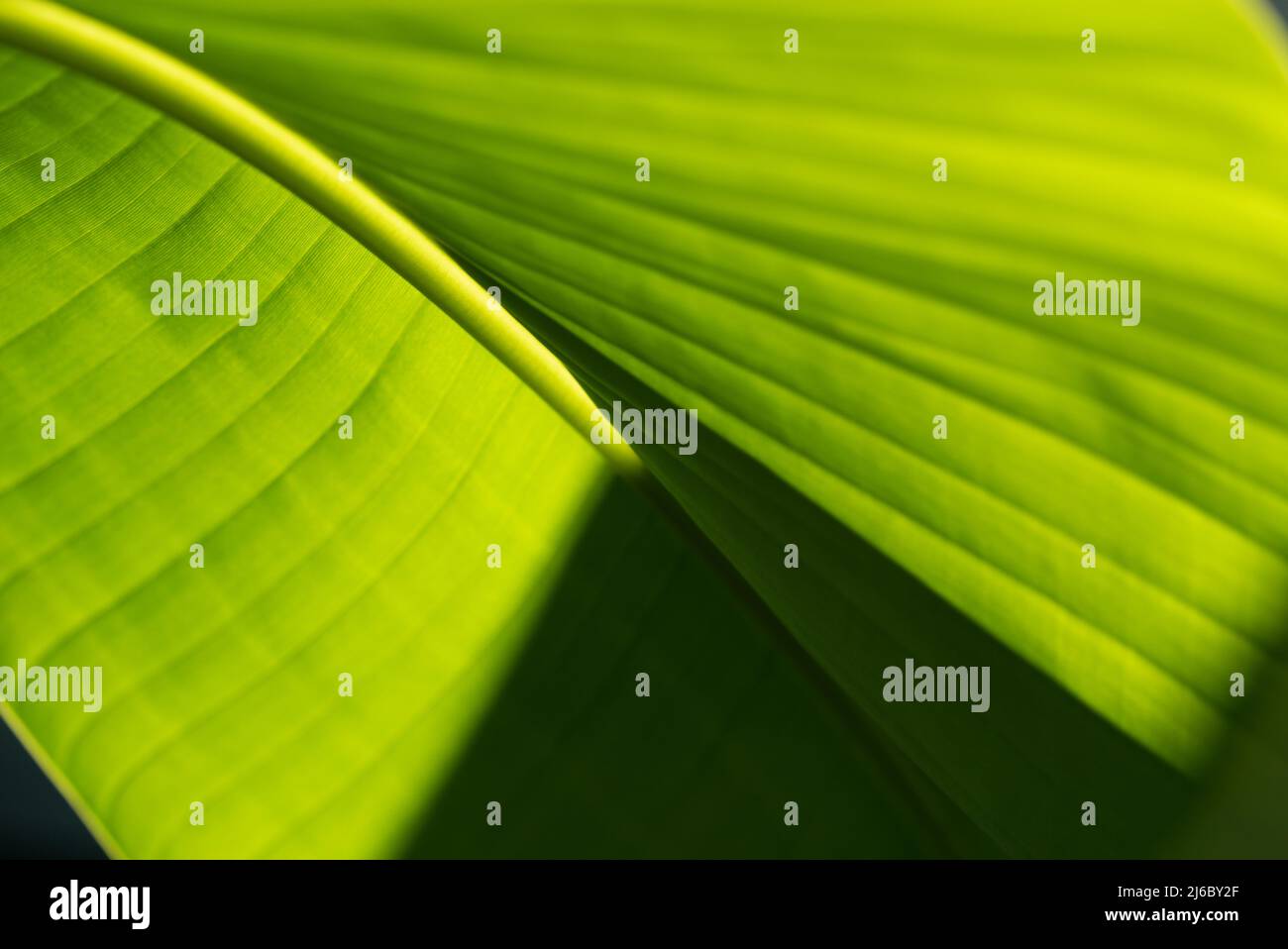 Banana leaves in strong backlight making abstract forms and patterns Stock Photo