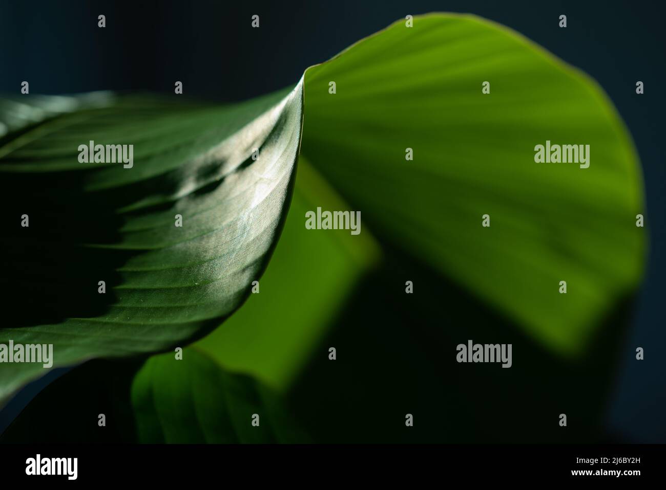 Banana leaves in strong backlight making abstract forms and patterns Stock Photo