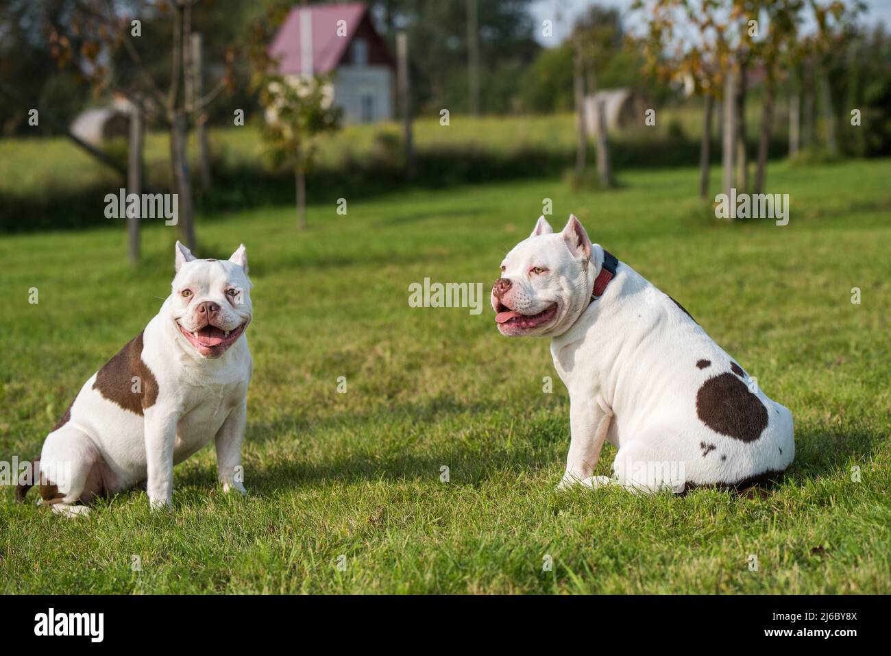 Two White color American Bully dogs are on nature Stock Photo Alamy