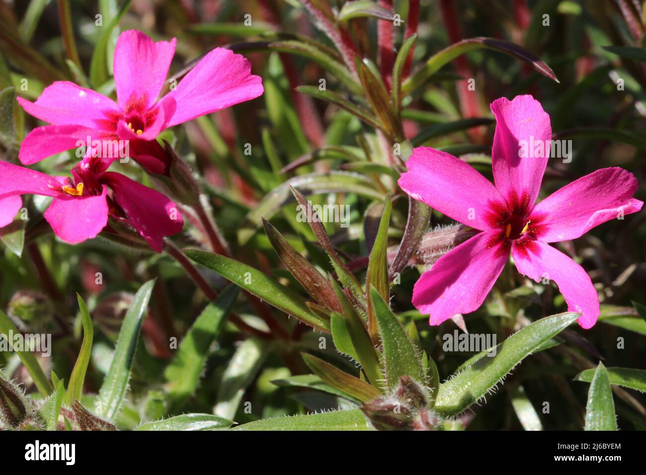 Pink Phlox subulata, spring flowers. Copy space. Stock Photo