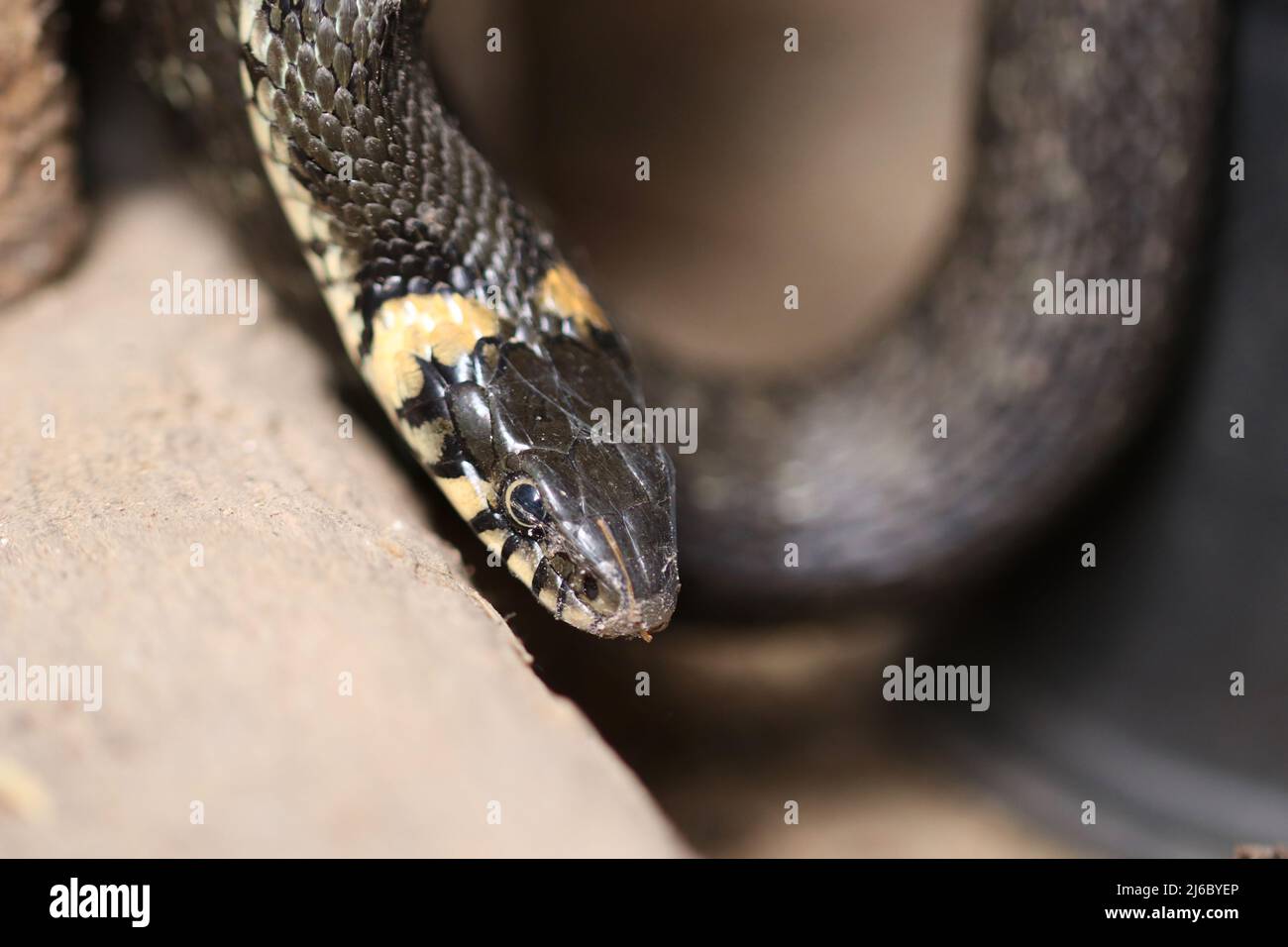 Waking up Grass Snake after winter hibernation. Selective focus. Stock Photo