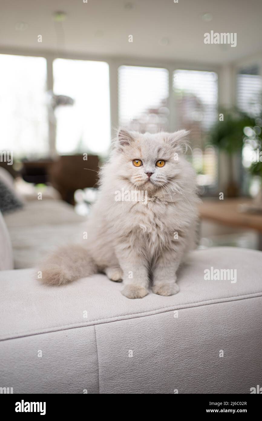 cute fluffy british longhair cat sitting on couch in modern living room Stock Photo