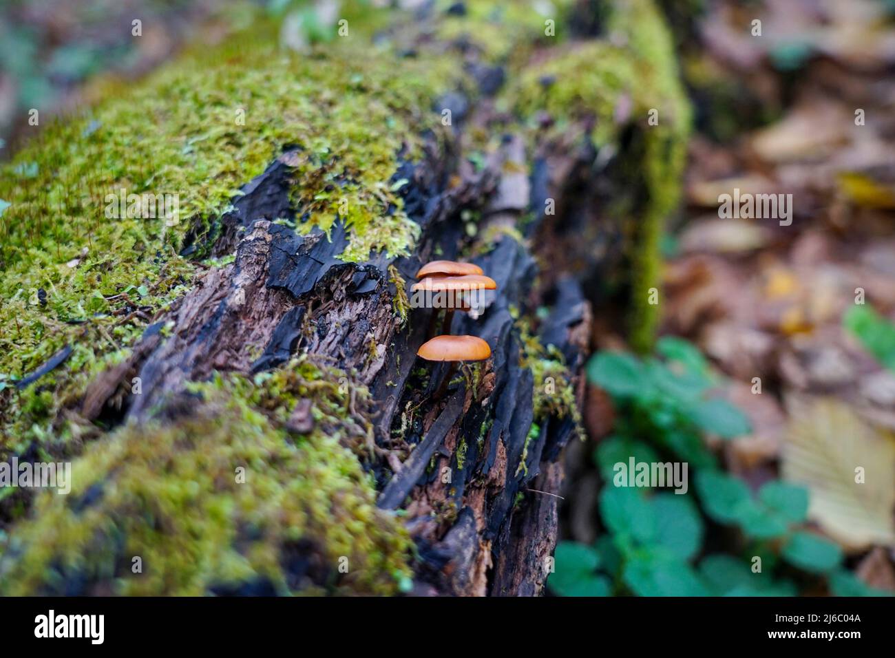 Small mushrooms grow on an old log. A log overgrown with moss Stock Photo