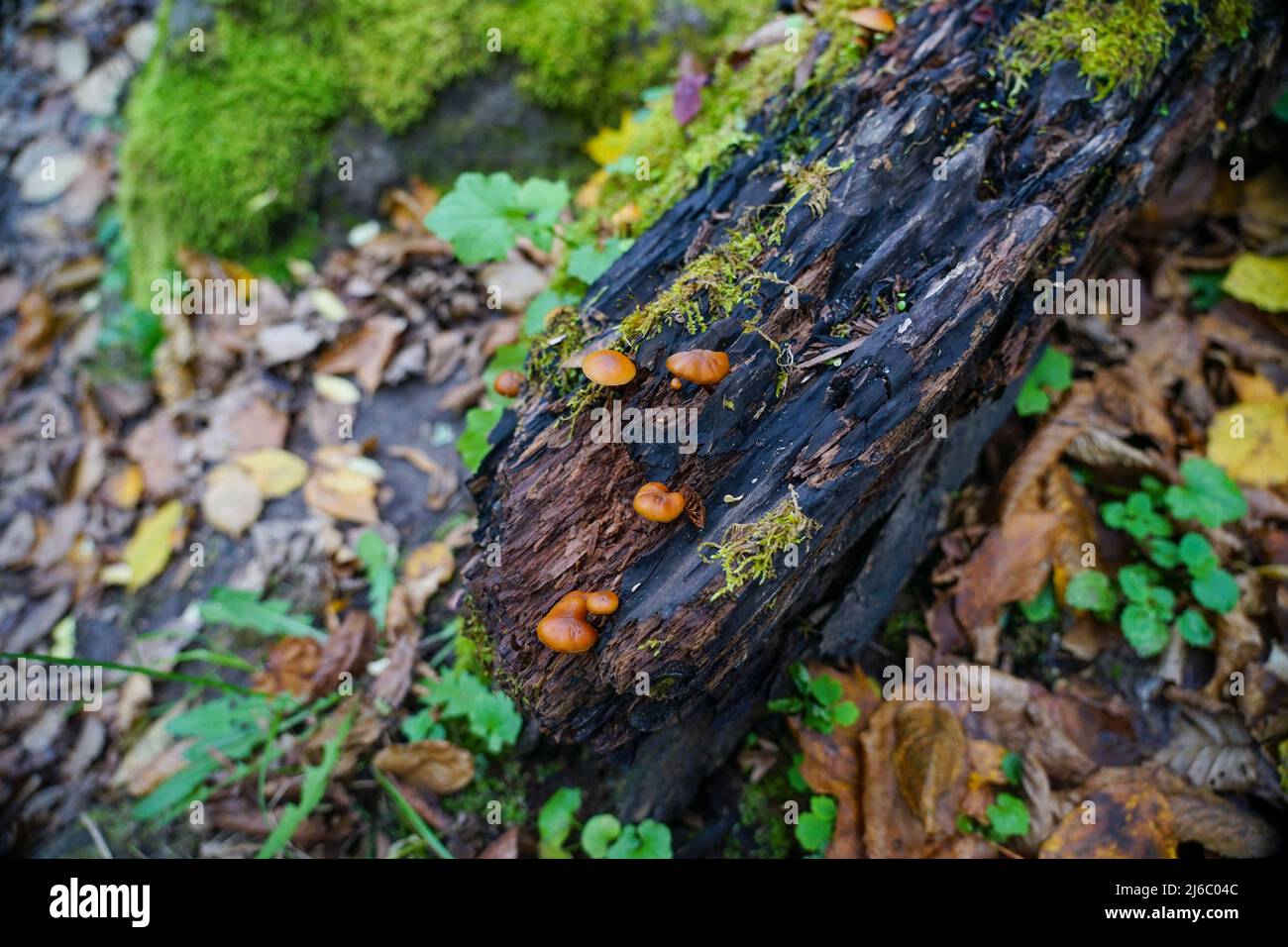 Small mushrooms grow on an old log. A log overgrown with moss Stock Photo