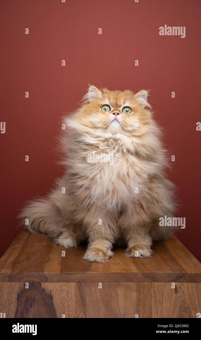 fluffy british longhair cat looking at camera surprised or irritated Stock Photo