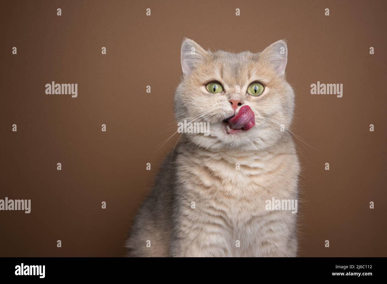 hungry british shorthair cat licking lips portrait with copy space Stock Photo