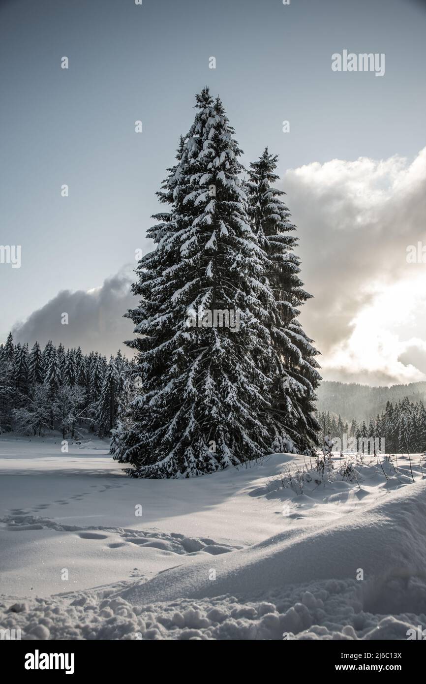 big old fir tree inside the german black forest Stock Photo Alamy