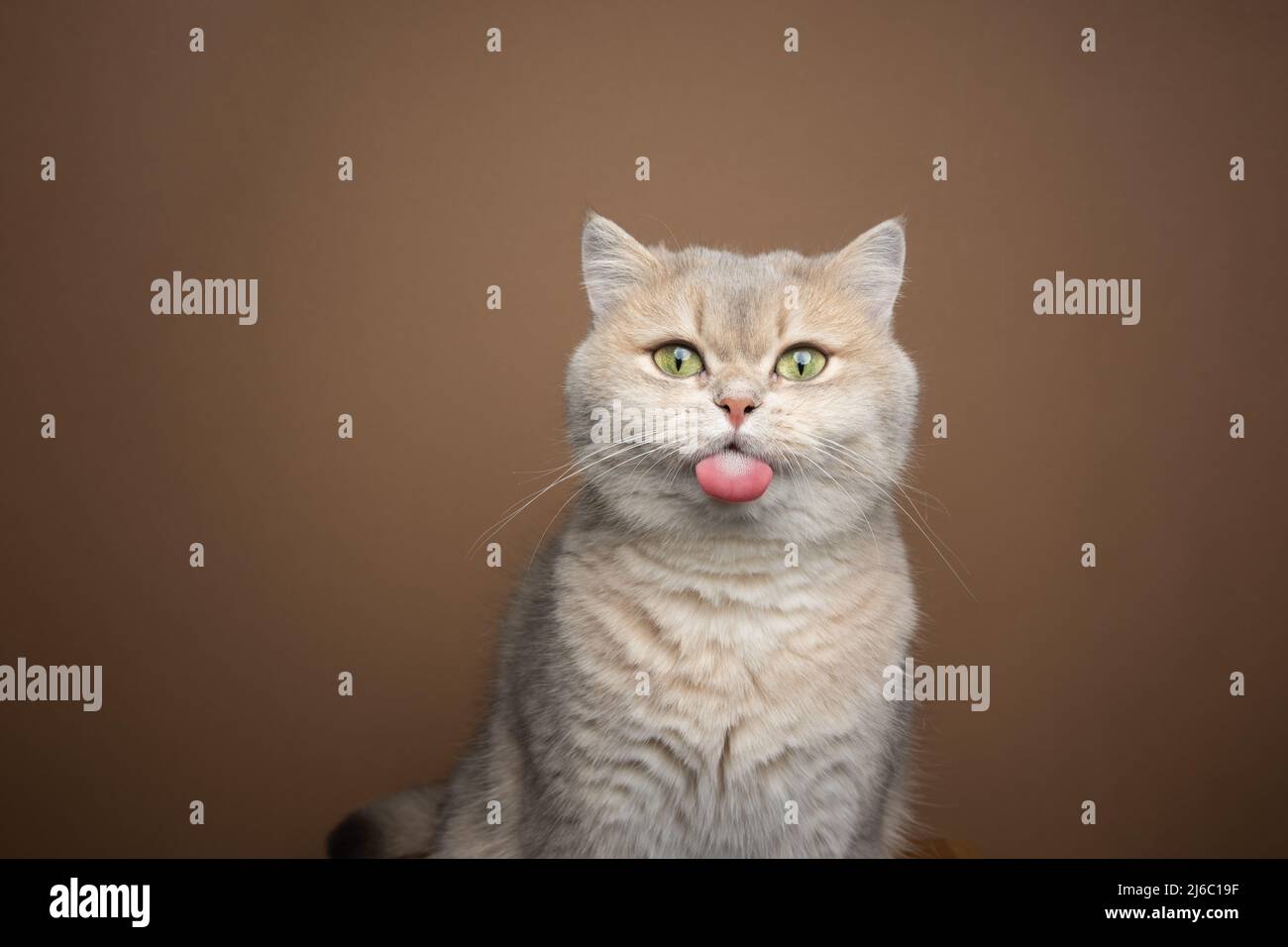 naughty british shorthair cat sticking out tongue on brown background with copy space Stock Photo