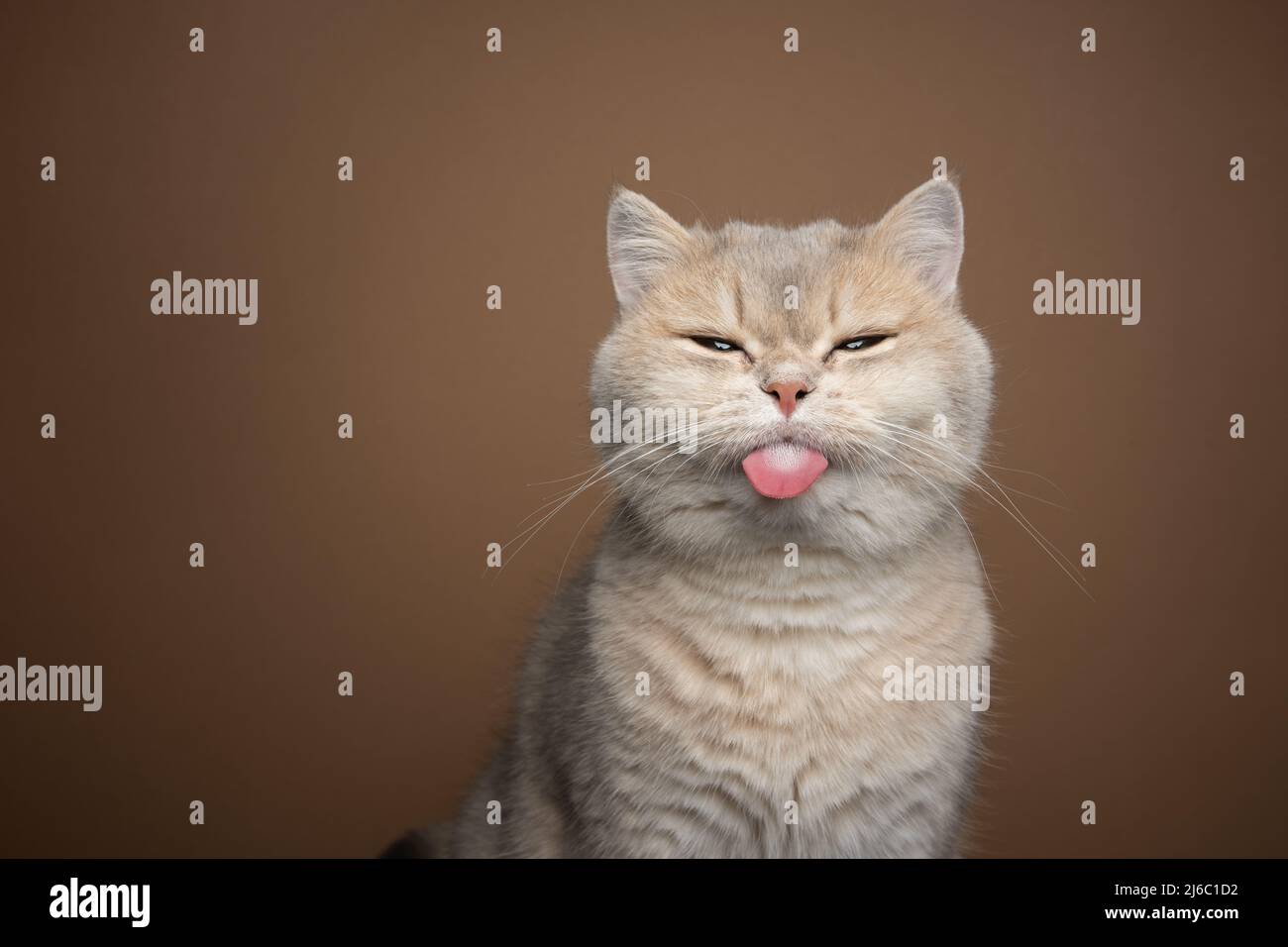 naughty british shorthair cat sticking out tongue on brown background with copy space Stock Photo
