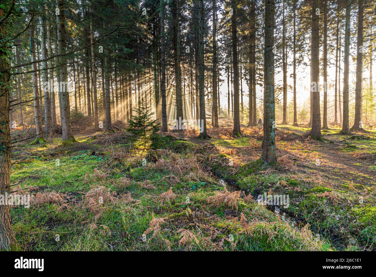 Winter in the Forest of Dean - Early morning mist near Ruspidge, Gloucestershire, England UK Stock Photo