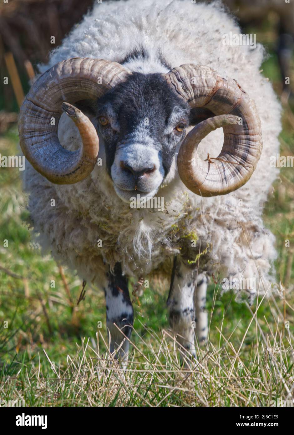 Scottish Blackface Sheep Stock Photo