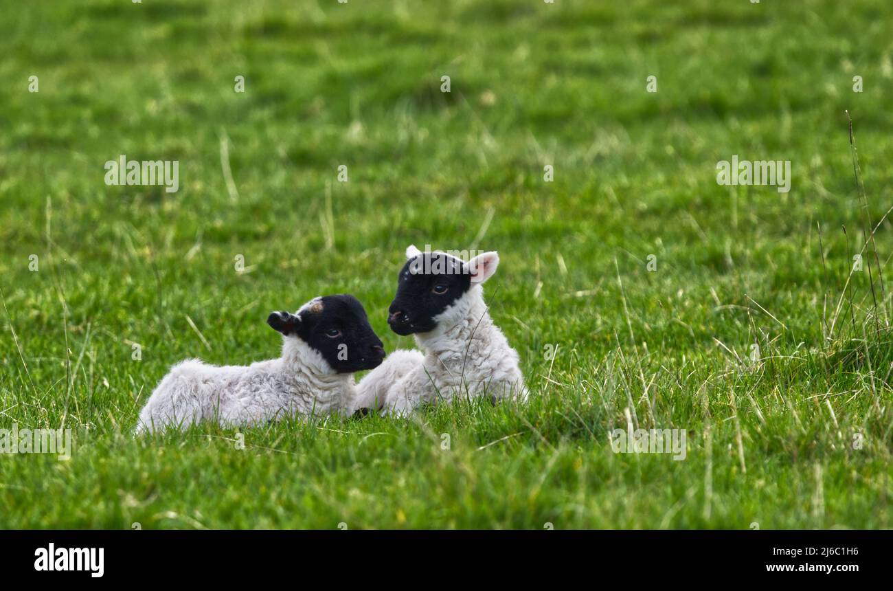 Scottish Blackface Sheep Stock Photo Alamy