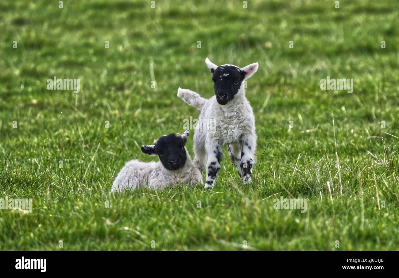 Scottish Blackface Sheep Stock Photo Alamy