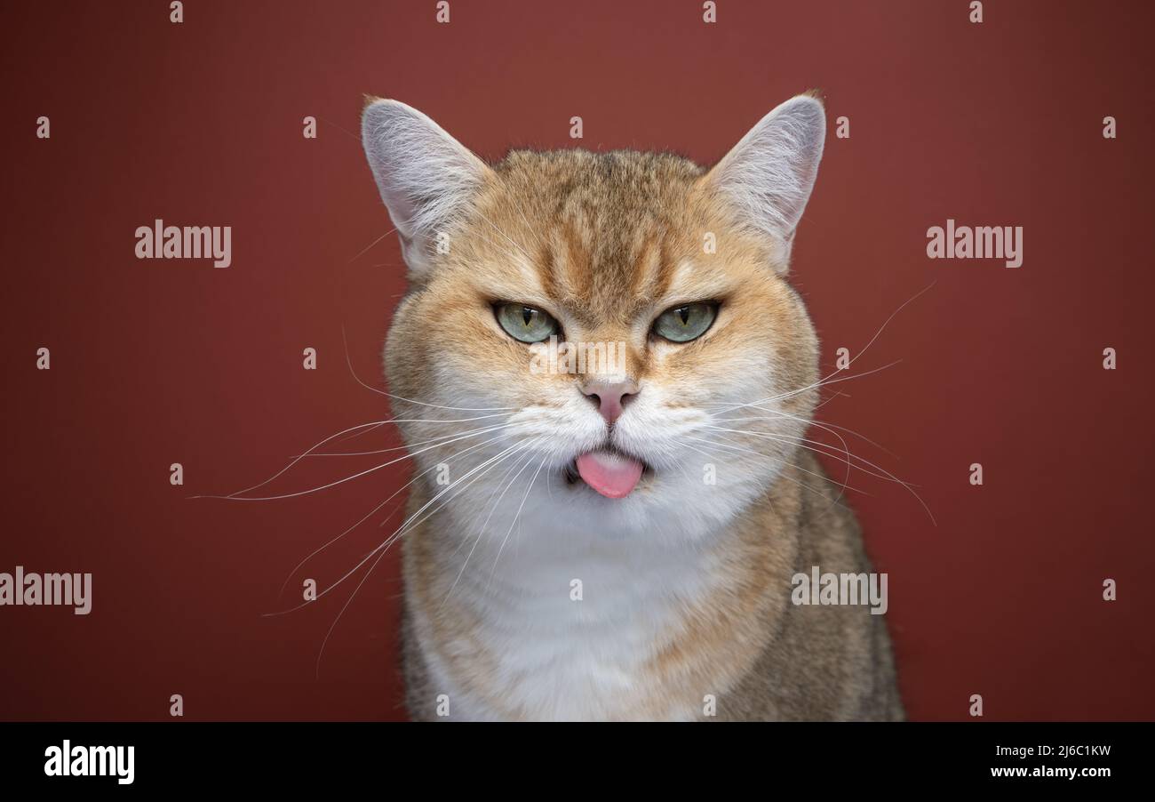 naughty cat sticking out tongue making funny face looking angry Stock Photo