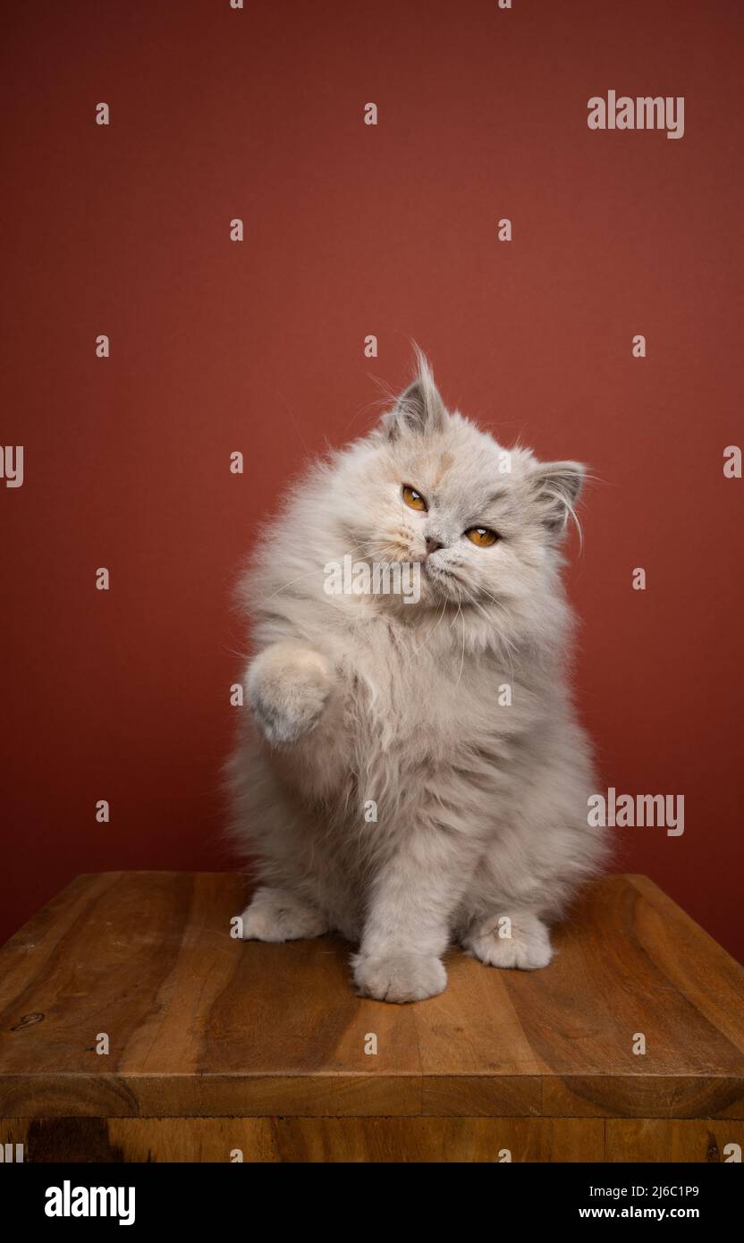 playful fluffy longhair kitty portrait raising paw with copy space Stock Photo