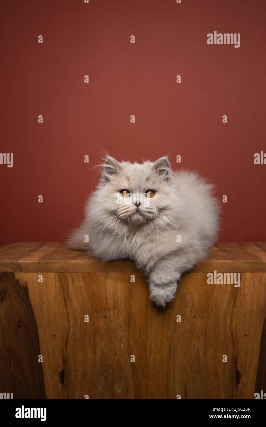 fluffy cat lying on front resting comfortably looking at camera with copy space Stock Photo