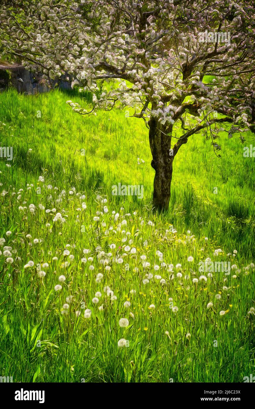 CONTEMPORARY ART: Springtime Cherry Blossoms in Bad Toelz, Bavaria, Germany Stock Photo