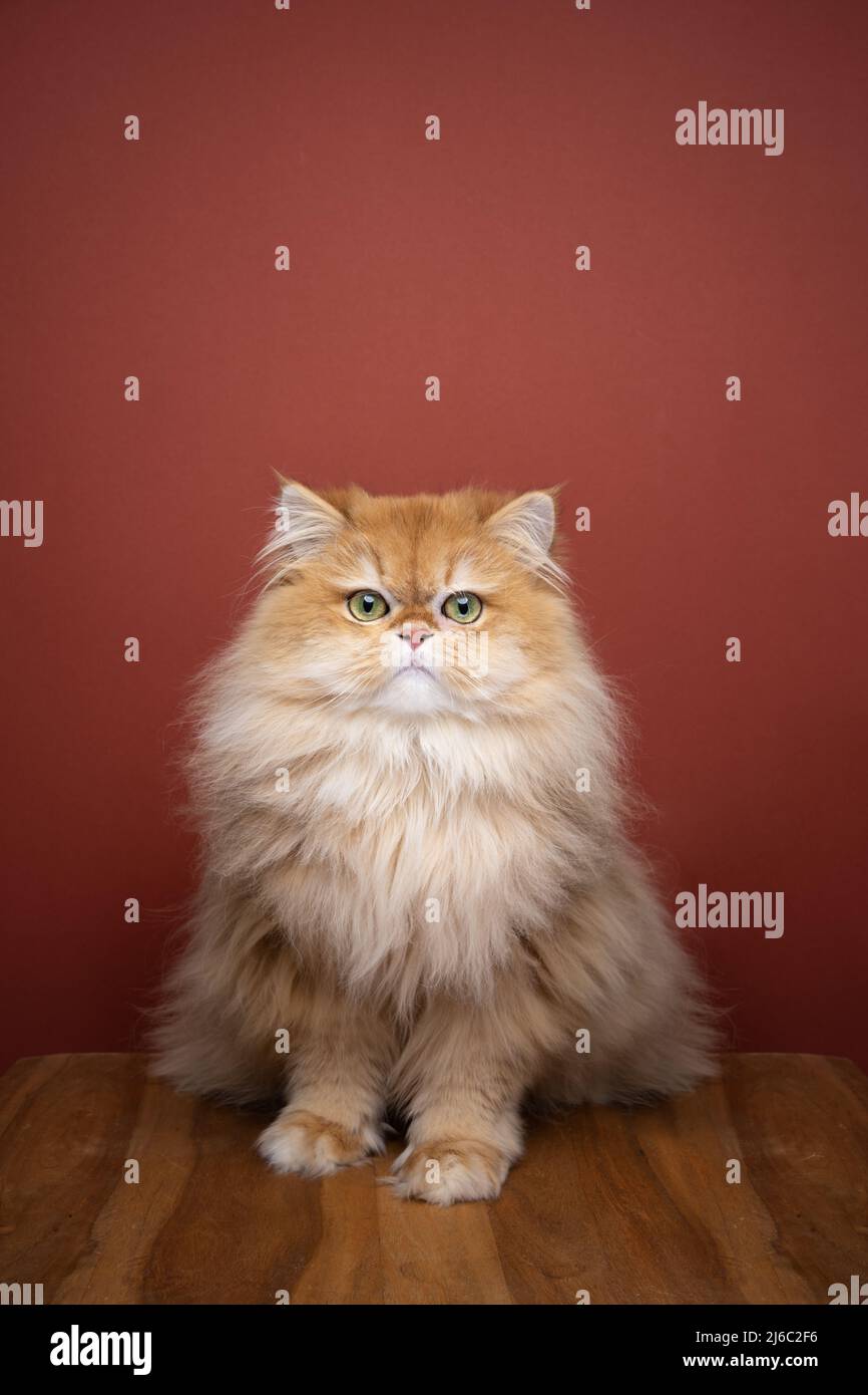 cute fluffy golden shell british longhair cat portrait with copy space Stock Photo