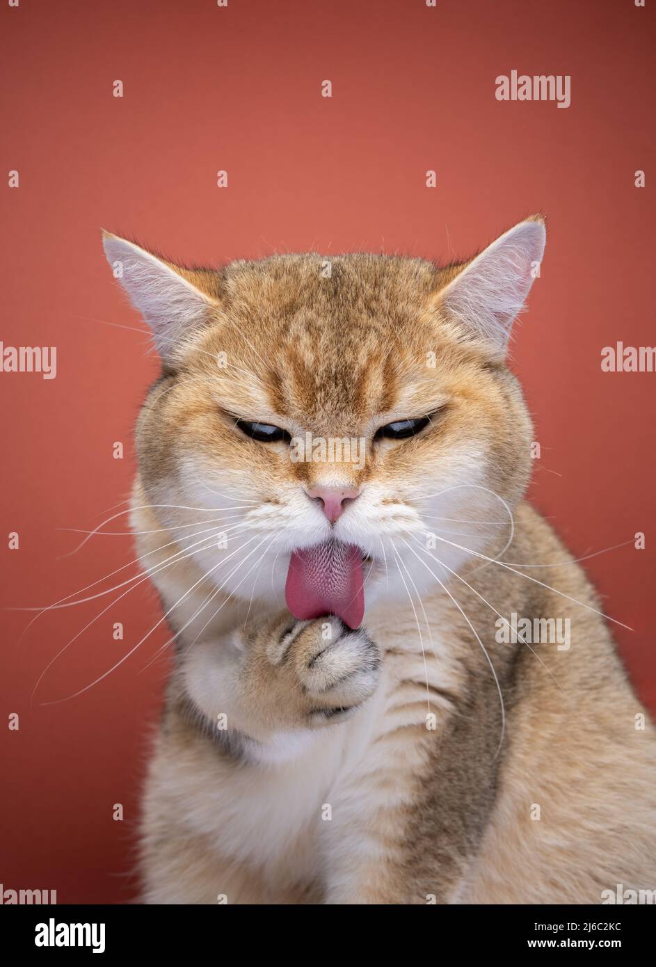 fluffy british shorthair cat grooming licking paw Stock Photo Alamy