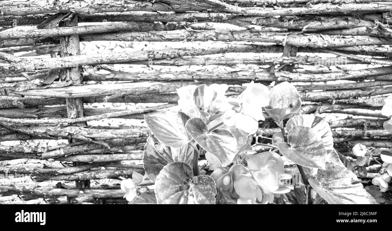 Black and white banner or border with a wooden fence background and begonia flowers on the bottom edge with a copy of the space. Stock Photo
