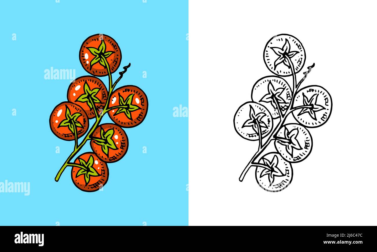Cherry tomatoes sketch. Food outline. Hand drawn sketch in vintage ...