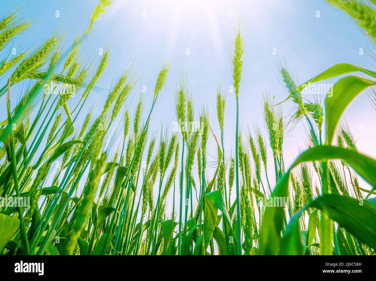 Green wheat plants against blue sky with sunlight, dramatic low angle view perspective Stock Photo