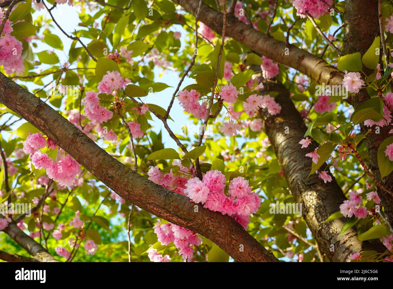 Blossom tree hires stock photography and images Alamy