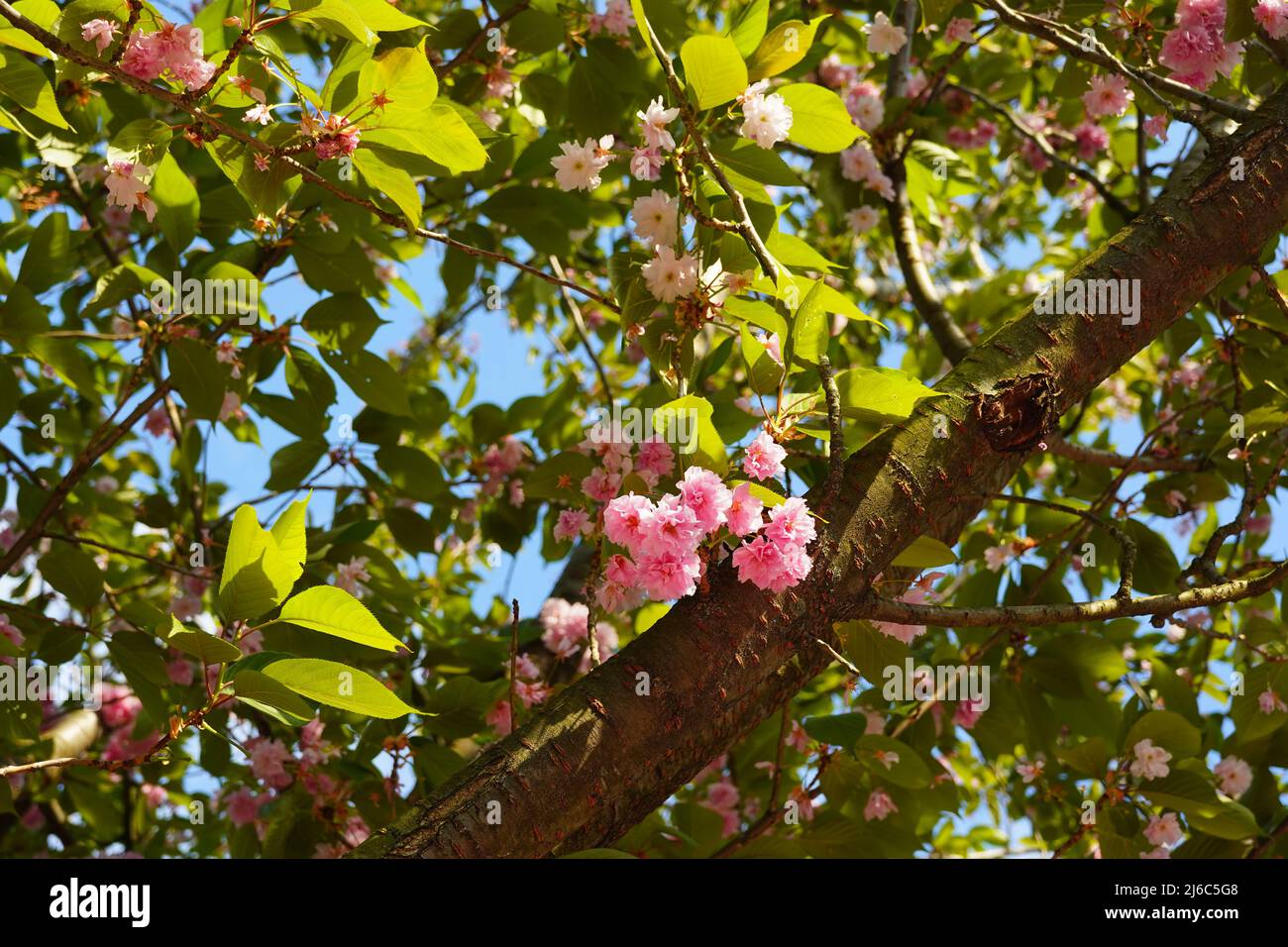 Blossom tree hires stock photography and images Alamy
