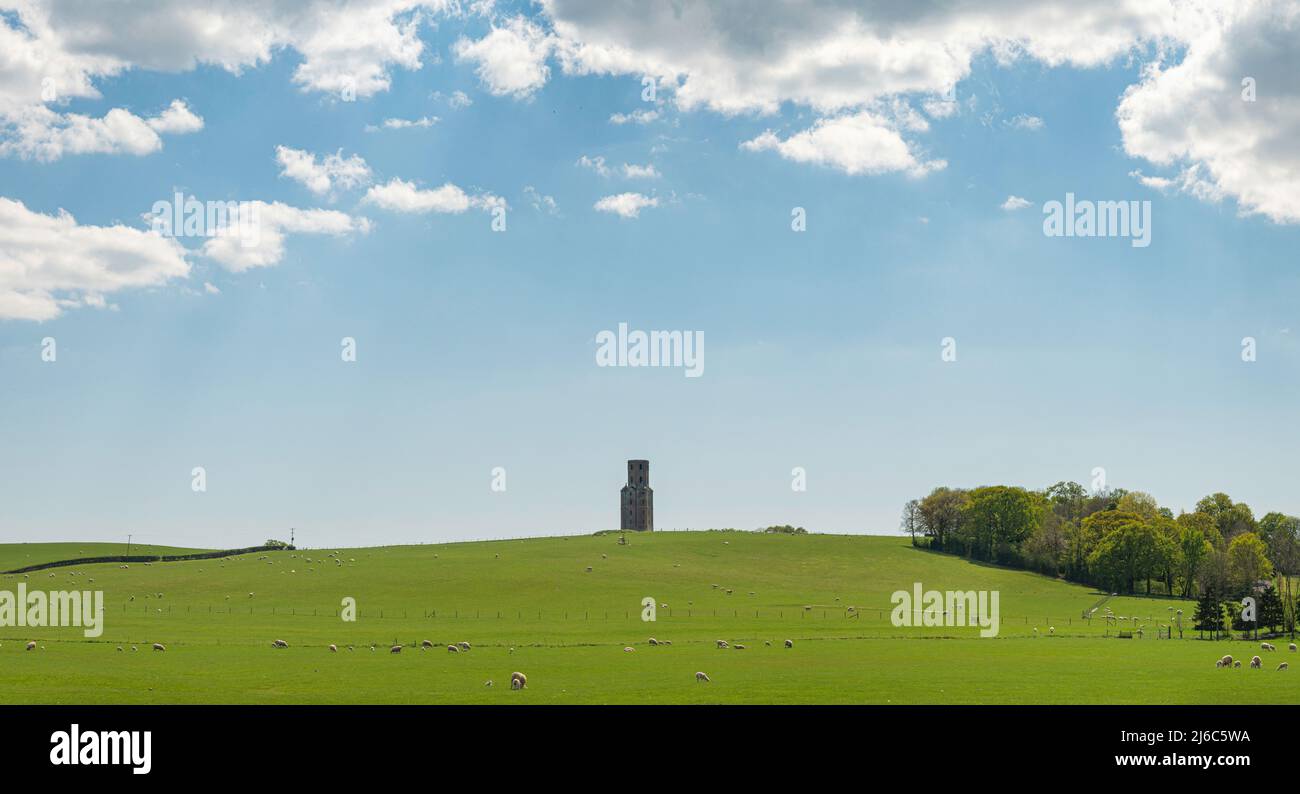 Green field and hill with spring lambs and sheep leading up to Horton Tower on a spring sunny morning Stock Photo