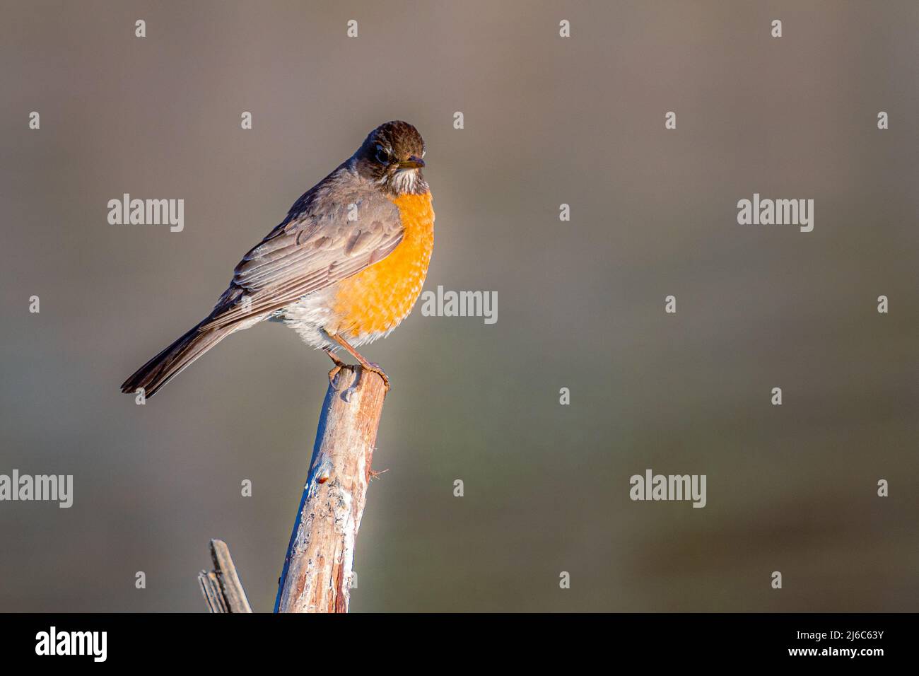 American Robin (Turdus migratorius)  female on a branch in warm morning light.  Photographed in Shasta County, California, USA. Stock Photo