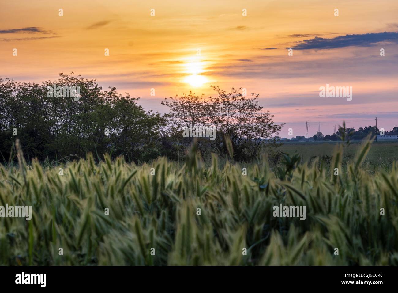 wild spring nature in the morning Pavia Italy Stock Photo
