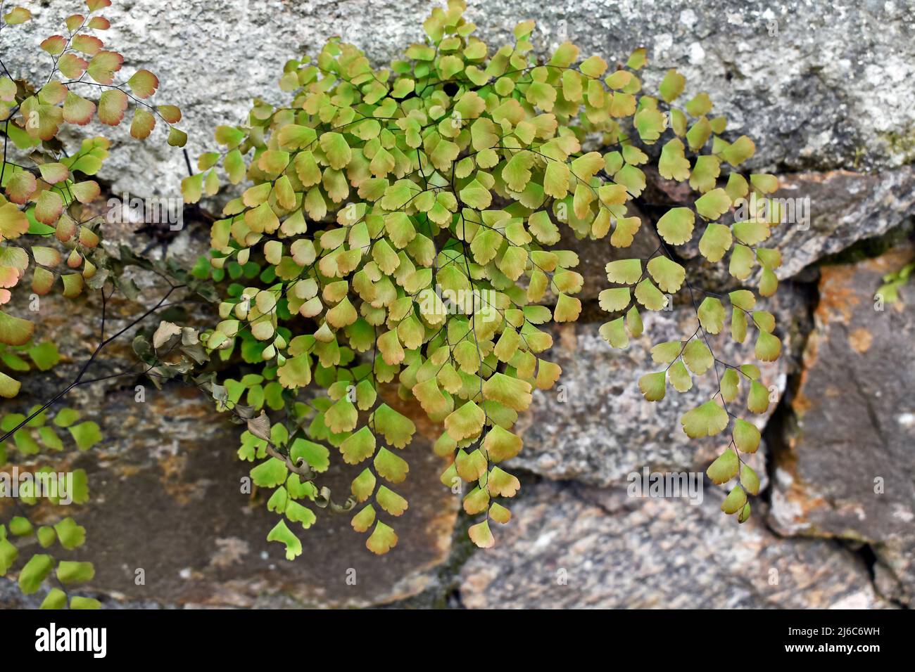 Maidenhair fern foliage (Adiantum capillus-veneris) Stock Photo