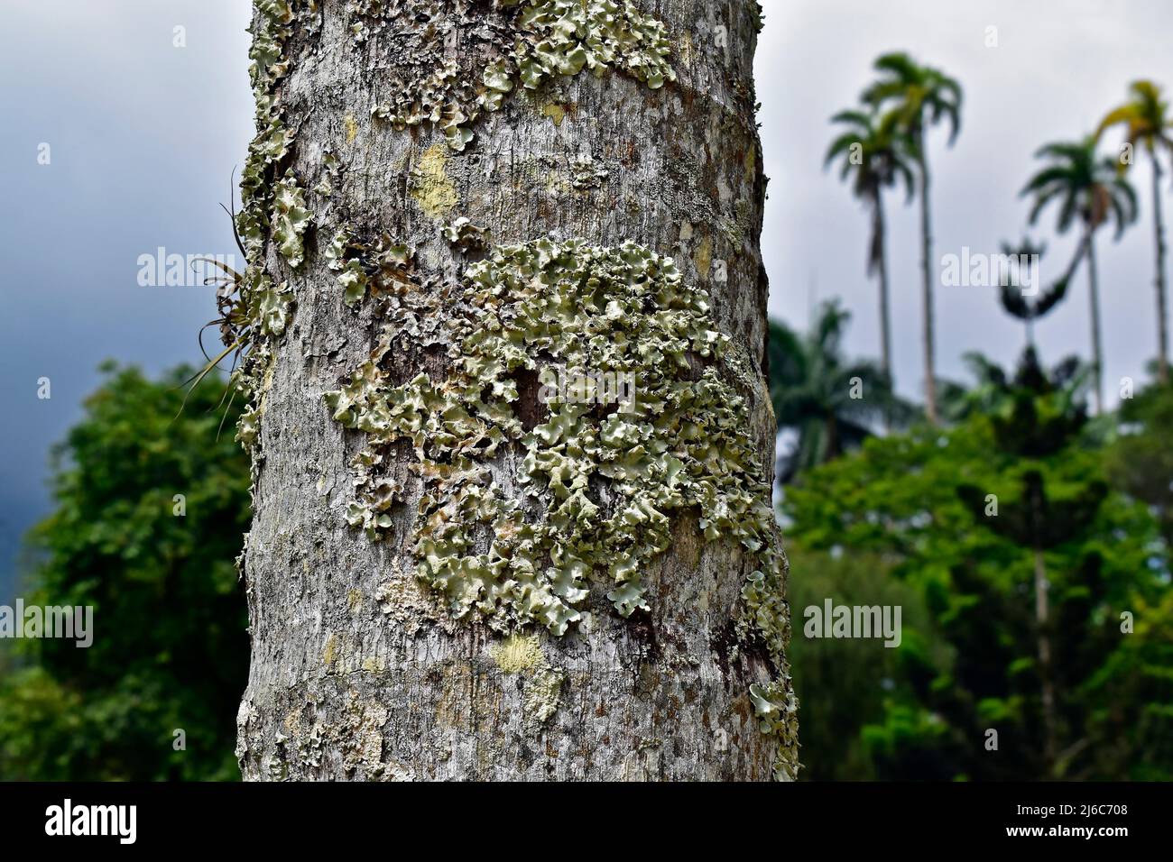 Lichen on palm tree trunk in the tropical rainforest Stock Photo
